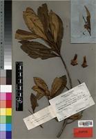 Type of Adinandra schliebenii Melch. [family THEACEAE]