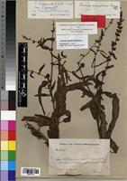 Syntype of Rumex camptodon Rech. f. [family POLYGONACEAE]