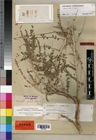 Isotype of Astragalus gombo Bunge [family FABACEAE]
