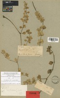 Isosyntype of Peperomia arechavaletae C. DC. [family PIPERACEAE]