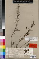 Isotype of Monsonia senegalensis Guill. & Perr. [family GERANIACEAE]