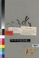 Syntype of Laurembergia repens f. lanceolata Schindl. [family HALORAGACEAE]