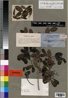 Isotype of Hippocratea parvifolia Oliv. [family HIPPOCRATEACEAE]