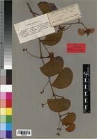 Isotype of Bauhinia cissoides Oliv. [family CAESALPINIACEAE]