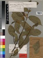 Type of Grewia stolzii Ulbr. [family TILIACEAE]