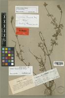 Type of Verbena tenuisecta Briq. [family VERBENACEAE]