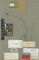 Haplophyllum chesneyanum Boiss. [family RUTACEAE]