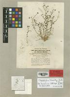 Haplophyllum tuberculatum Boiss. [family RUTACEAE]