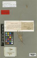 Isotype of Hordeum comosum E. Desv. var. humilis [family POACEAE]