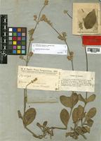 Froelichia chacoensis Chodat [family AMARANTHACEAE]
