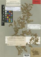 Guilleminea fragilis Pedersen [family AMARANTHACEAE]