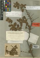 Schinus ferox Hassl. [family ANACARDIACEAE]