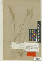 Arrhenatherum erianthum Boiss. & Reut. [family POACEAE]