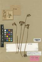 Allium spathaceum A. Rich. [family LILIACEAE]