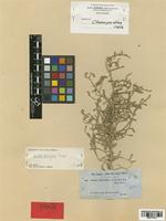 Suaeda pruinosa Lange [family CHENOPODIACEAE]