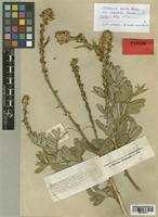 Tephrosia elata Brummitt var. tomentella [family FABACEAE]