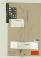Arrhenatherum erianthum Boiss. & Reut. [family POACEAE]