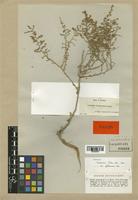 Artemisia herba-alba Boiss. var. glabrescens [family COMPOSITAE]