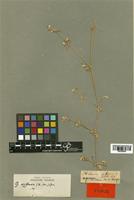 Philoxerus diffusus R. Br. [family AMARANTHACEAE]