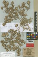 Guilleminea chacoensis Pedersen [family AMARANTHACEAE]