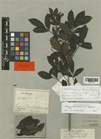 Schinus terebinthifolius Engl. var. raddianus [family ANACARDIACEAE]