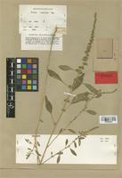 Type of Acnida tuberculata Moq. [family AMARANTHACEAE]