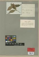 Isotype of Faramea oligantha Müll. Arg. [family RUBIACEAE]