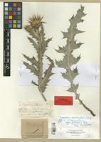 Syntype of Onopordum macracanthum Schousb. var. tomentosum Rouy [family ASTERACEAE]