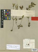 Type of Rhodosepala procumbens Cogn. [family MELASTOMATACEAE]