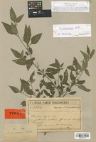 Type of Solanum curtipes Bitter [family SOLANACEAE]