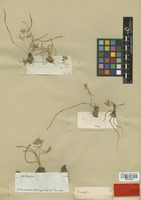 Holotype of Ornithogalum nivale Boiss. [family ASPARAGACEAE]