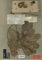 Isotype of Wallacea riparia Gleason & A. C. Sm. [family OCHNACEAE]