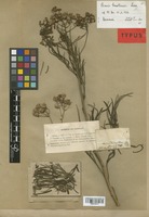 Type of Senecio schlechtendahlii Baker [family COMPOSITAE]