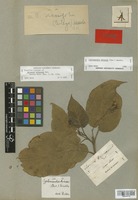 Isotype of Solanum betaceum Cav. [family SOLANACEAE]
