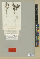 Isosyntype of Veronica campylopoda Boiss. [family SCROPHULARIACEAE]