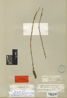 Type of Aa lechleri Schltr. [family ORCHIDACEAE]