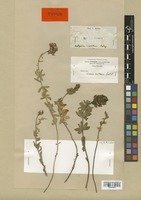 Syntype of Linaria anticaria Boiss. & Reut. [family SCROPHULARIACEAE]
