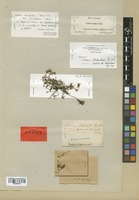 Lectotype of Linaria supina (L.) Chaz. var. nevadensis Boiss. [family SCROPHULARIACEAE]