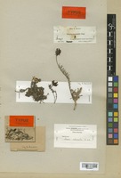 Type of Linaria melanantha Boiss. & Reut. [family SCROPHULARIACEAE]