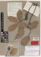 Isotype of Quercus ochroesthes E. F. Warb. [family FAGACEAE]