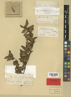 Type of Fagus alpina Poepp. & Endl. [family FAGACEAE]