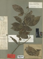 Isotype of Cynometra whitfordii Elmer [family LEGUMINOSAE]