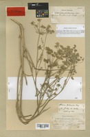 Type of Daucus jordanicus Post [family UMBELLIFERAE]