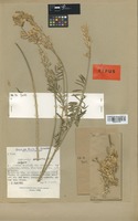 Isotype of Onobrychis sphaciotica Greuter [family LEGUMINOSAE]