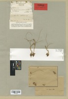 Holotype of Romulea melitensis Bég. [family IRIDACEAE]