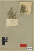 Isotype of Mathewsia boliviana Gilg & Muschl. [family CRUCIFERAE]