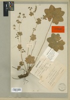Type of Alchemilla subcrenata Buser [family ROSACEAE]