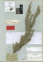 Isolectotype of Grevillea commutata F. Muell. var. pinnatisecta F. Muell. [family PROTEACEAE]