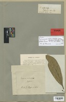 Isotype of Coussarea verticillata Müll. Arg. var. glabra Müll. Arg. [family RUBIACEAE]