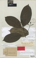 Type of Commianthus concolor Benth. [family RUBIACEAE]